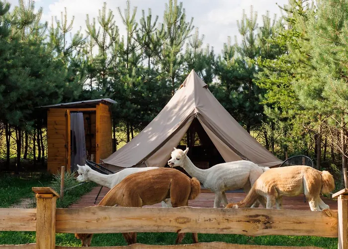 Glamping - Projekt Alpaka