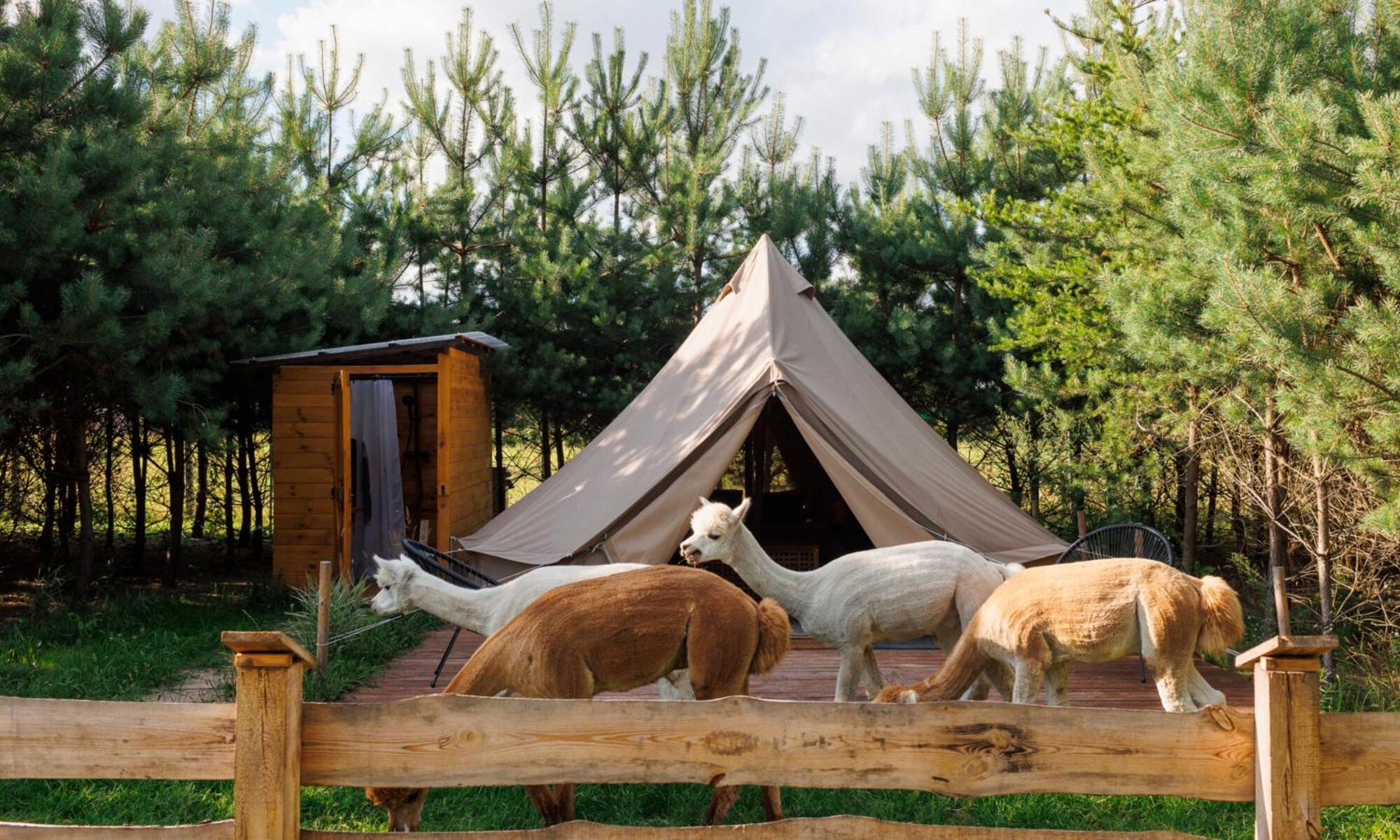 Glamping - Projekt Alpaka Luxuszelt